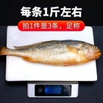 黄花鱼 新鲜海鲜海鱼当天冷冻水产深海鱼鲜活大黄鱼3斤整箱包邮