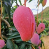 海南水果芒果大贵妃芒非大青芒玉芒5斤/9斤包邮核薄多汁味甜 9斤