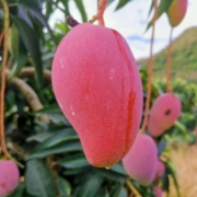 海南水果芒果大贵妃芒非大青芒玉芒5斤/9斤包邮核薄多汁味甜 9斤